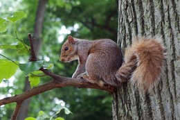 Eichhörnchen / ***