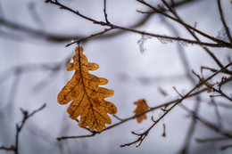 Last Leaf / ***