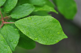 Nach dem regen / ***