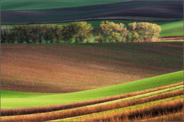 Mährischen Feld / ***