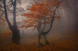 Herbst Buchen Waltz .... / ***