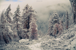Die Chroniken von Narnia Alpine. / ***