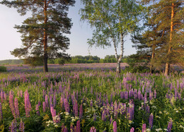 Lupine Morgen / ***