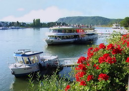 Blumen auf dem Rhein. / ***