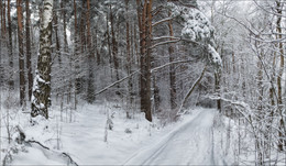 Die Stille des Winterwald / ***