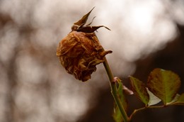 Tote Blume. / 07.12.2015.