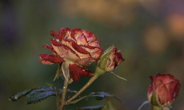 &quot;Wenn der regen&quot; / ***