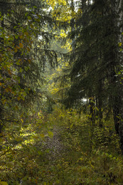 Waldschutzgebiet. / ***