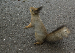 Kontaktfreudig Eichhörnchen / ***