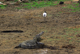 Der Yala National Park / ***