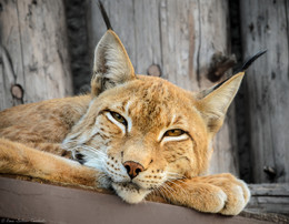 Lynx friedlich / ***