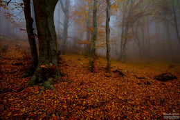 Goldener Herbst Demerji / ***