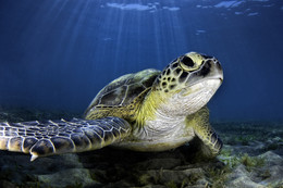 Ray of Light / Schildkröte in Marsa Alam Ägypten