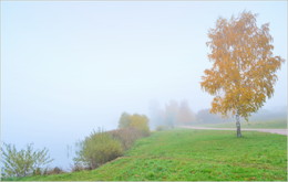 Birke und Nebel / ***