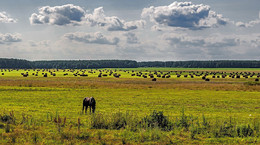 Landschaft mit einem einsamen Pferd / ***