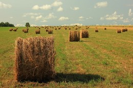 Auf dem Feld / ***