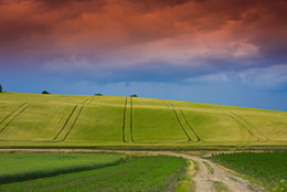 Auf dem Feld / ***