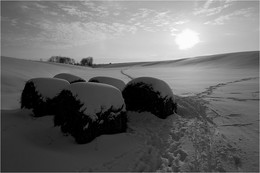 Auf dem Feld / ***