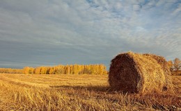 Auf dem Feld / ***