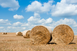 Auf dem Feld / field of gold