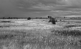 Auf dem Feld / ***