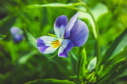 Blume / ***