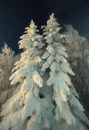 Weihnachtsbaum, Baum / ***