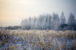 Frost 2 / eos 5d + sigma 50 2.8