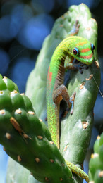 Goldstaubgecko / Ein Goldstaubgecko auf einem Kaktus auf Big Island, Hawaii