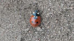 Marienkäfer- / ***