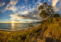 Eucalyptus am Strand. / ***