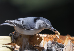 White-breasted nuthatch / ***
