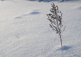 Winter-Etüde / -----------