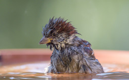 Spa in December / American tree sparrow