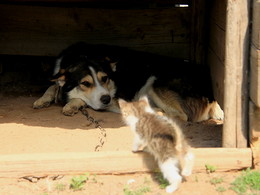 Hallo, Onkel Hund / ***