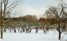 Wintergarten / ***