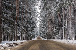 Straße in den Wald / ***