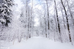 Winterwald / ***