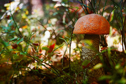 Orange-Schutzkappe Boletus / ***