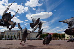 Pigeons / ***