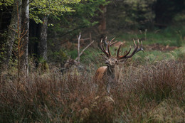 Rothirsch / Am frühen Morgen zeigte sich der Rothirsch für einen Moment.
Foto entstand während der Brunftzeit. Wildlife.