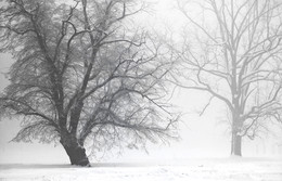 WINTERSTIMMUNG / An einem sehr kalten Wintermorgen im NATURPARK HOHE MARK.
Der Nebel machte die Natur sehr &quot;Geheimnisvoll&quot;.