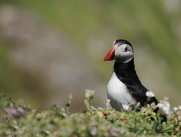 PAPAGEIENTAUCHER / Aufgenommen habe ich diesen herrlichen Vogel auf der Insel Skellig Mikel in der Grafschaft Kerry in Irland. Diese Tiere haben mich einfach nur begeistert.