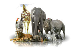 Elefant, Tiger &amp;Co / Gruppenbild mit Tieren