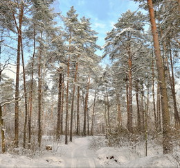 Winterwald / ***