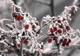 Winter-Beeren. / ***