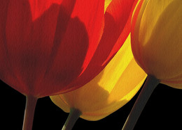 TULPEN / Tulpen, auf meine &quot;ART und WEISE&quot; aufgenommen.