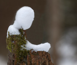 ERSCHEINUNG ? / Auf Fototour im Harz. Bei diesem Anblick hier dachte ich zuerst an eine ERSCHEINUNG. Was seht ihr auf siesem Foto ?