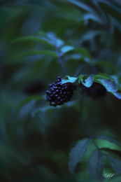 Berry / ***