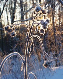 Ein schöner Tag dank Frost und Sonne / ***